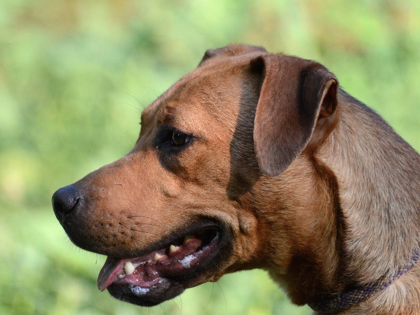 Adotta il cane AIDA a Ferrara