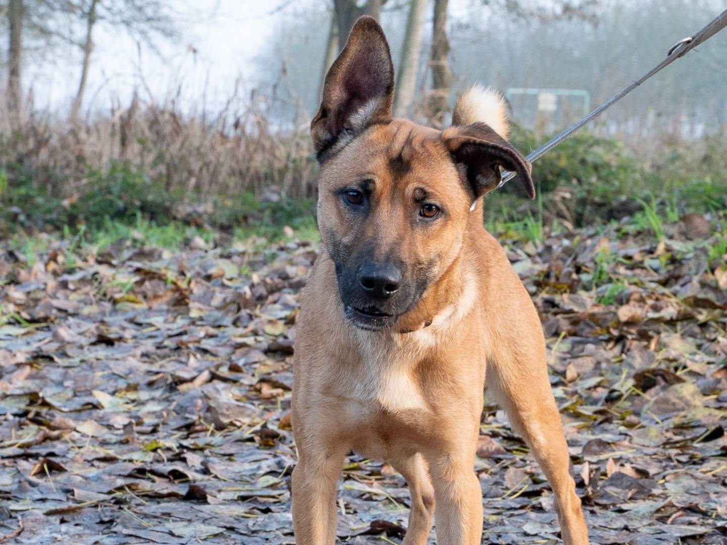 Adotta un cane, maschio, 1 anno e 8 mesi , Ferrara
