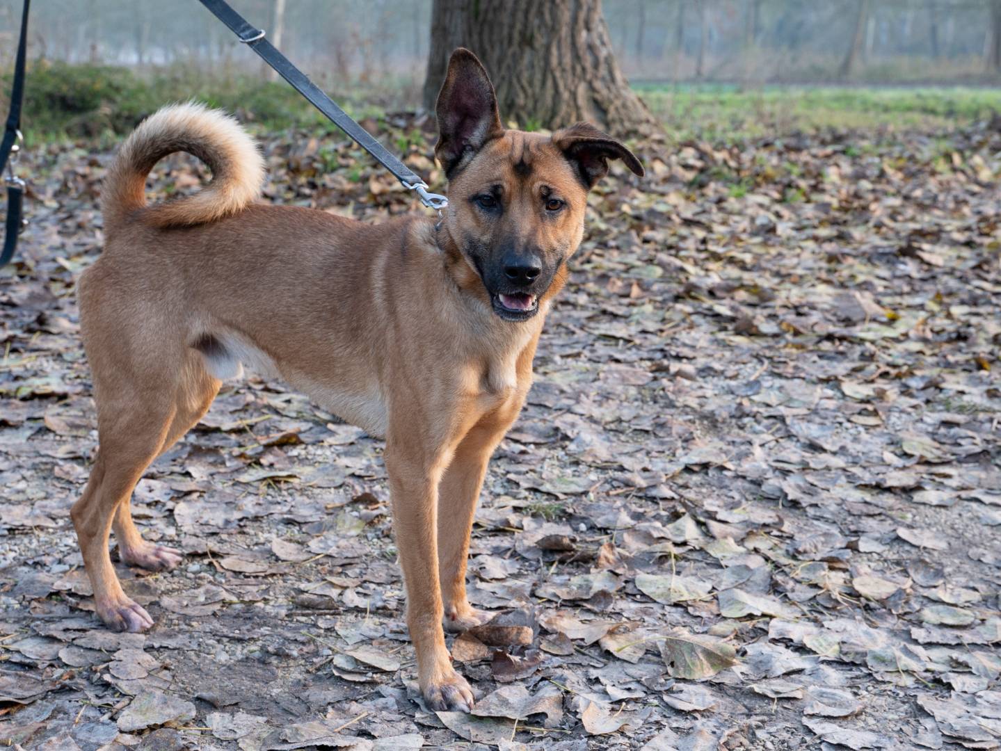 Adotta un cane, taglia media, maschio, Ferrara