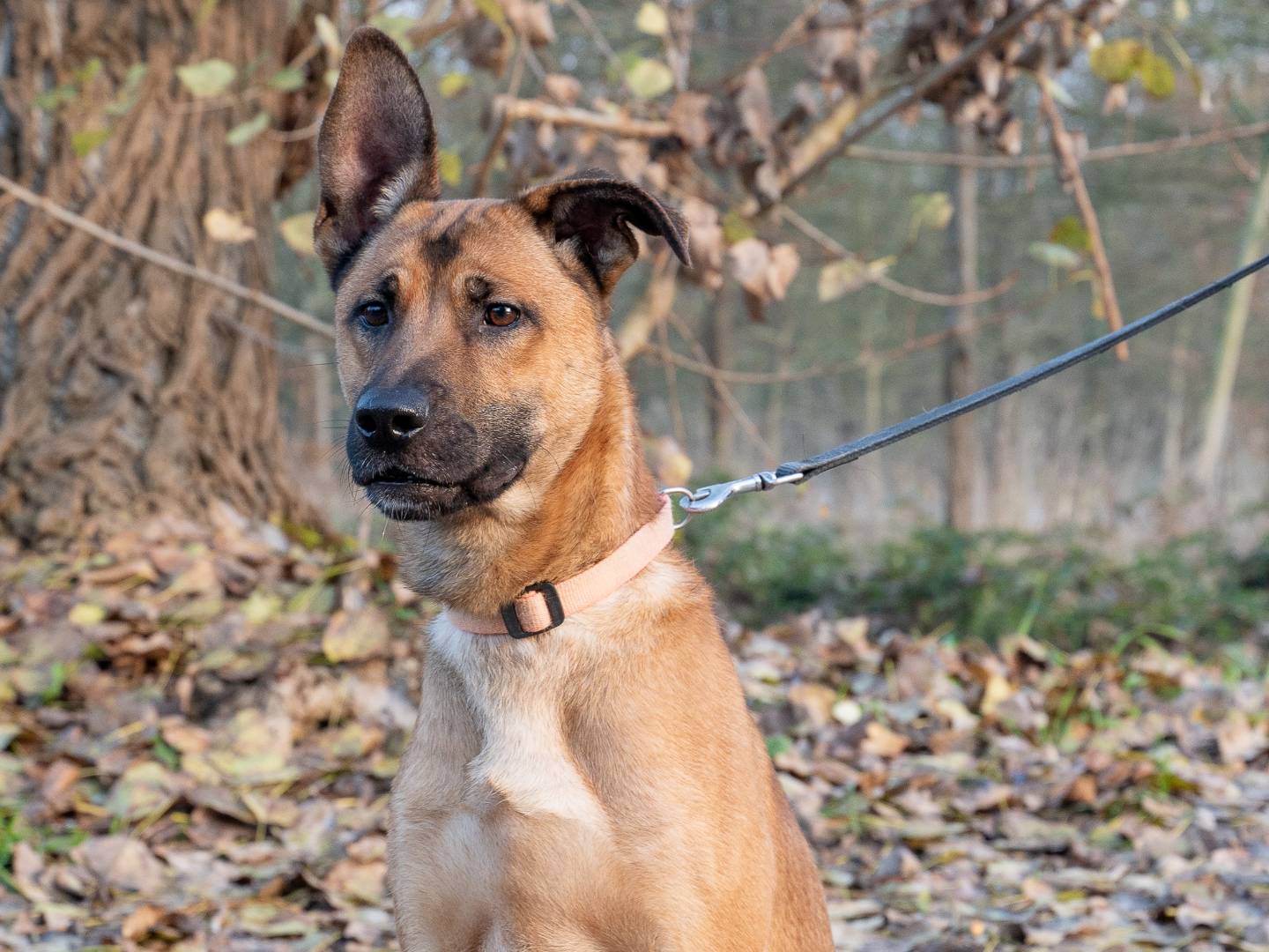 Vuoi adottare un cane a Ferrara?