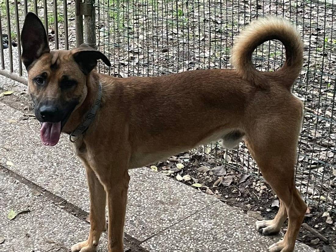 Adotta il cane ARES a Ferrara