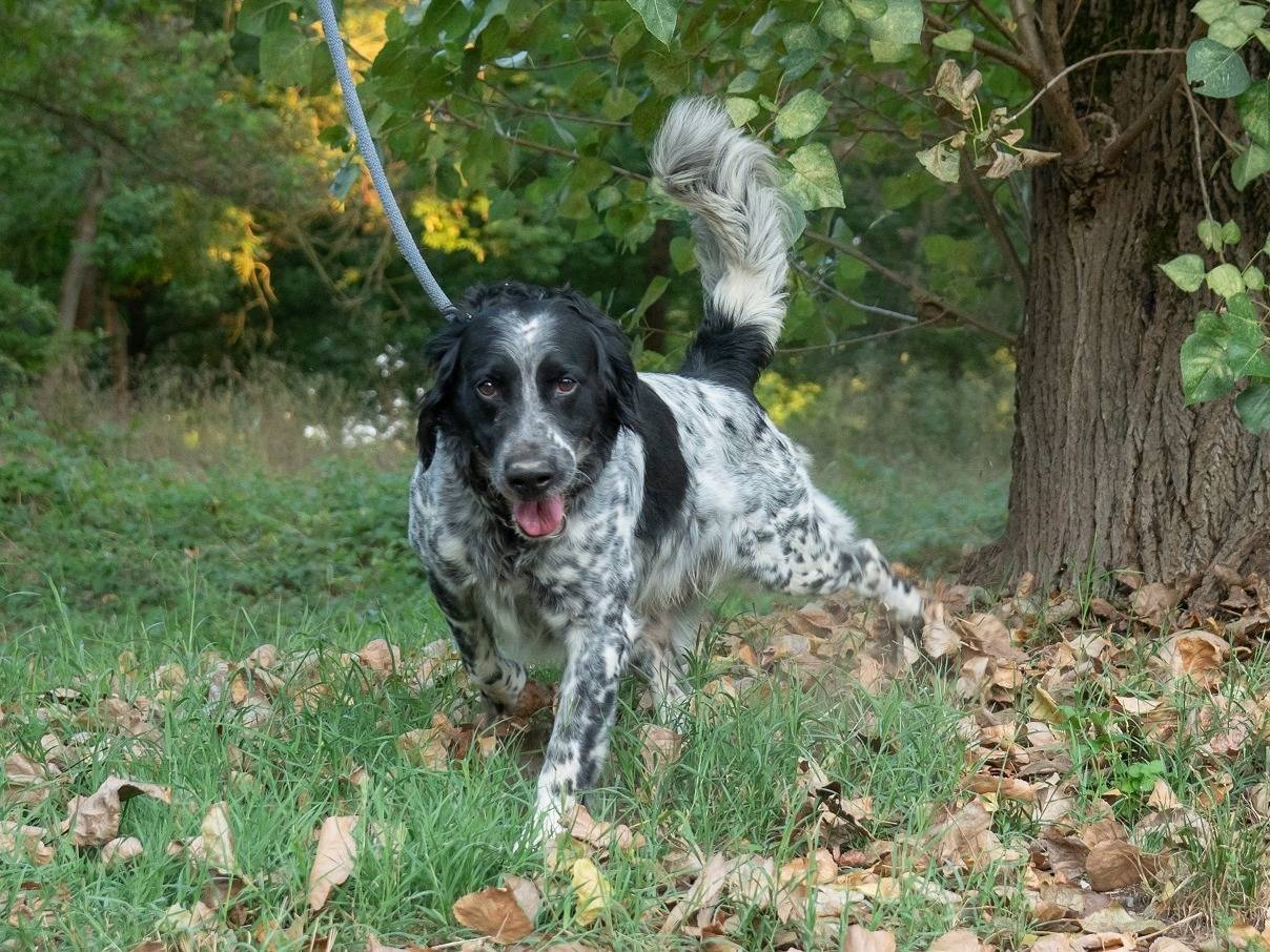 Adotta un cane, maschio, 8 anni  e 2 mesi , Ferrara