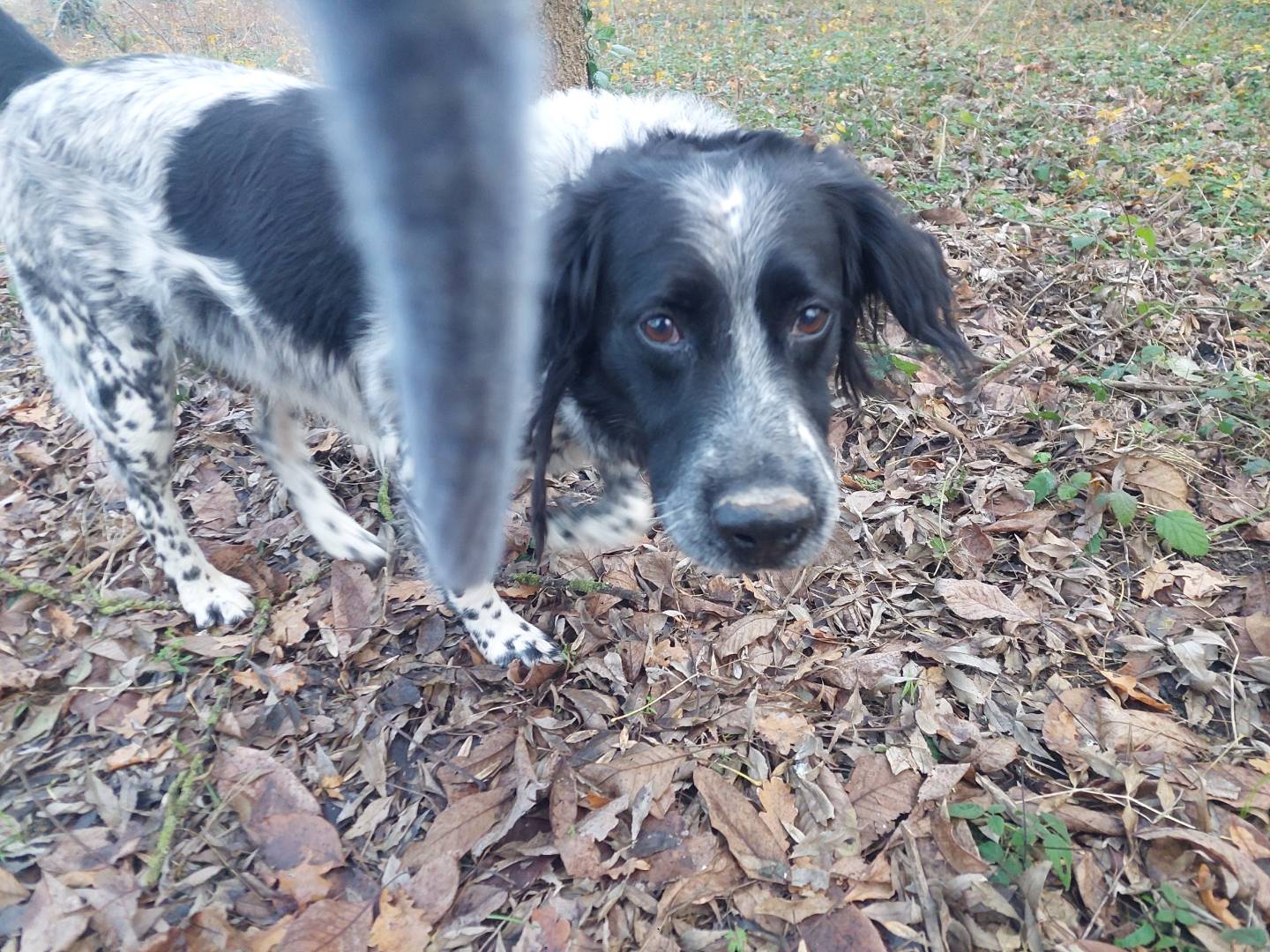Adotta un cane, taglia media, maschio, Ferrara