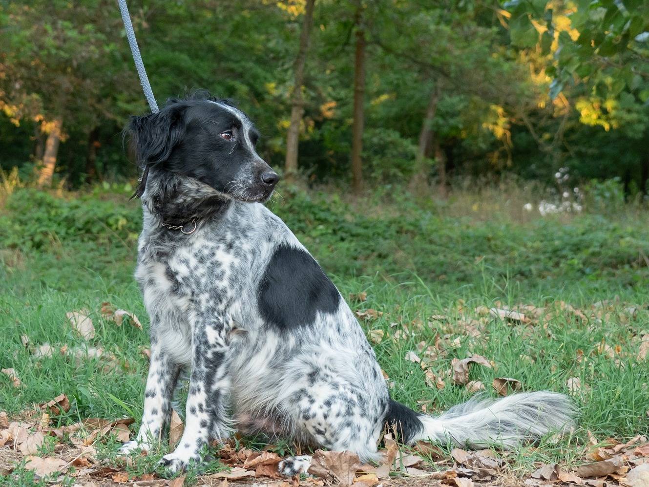 Vuoi adottare un cane a Ferrara?