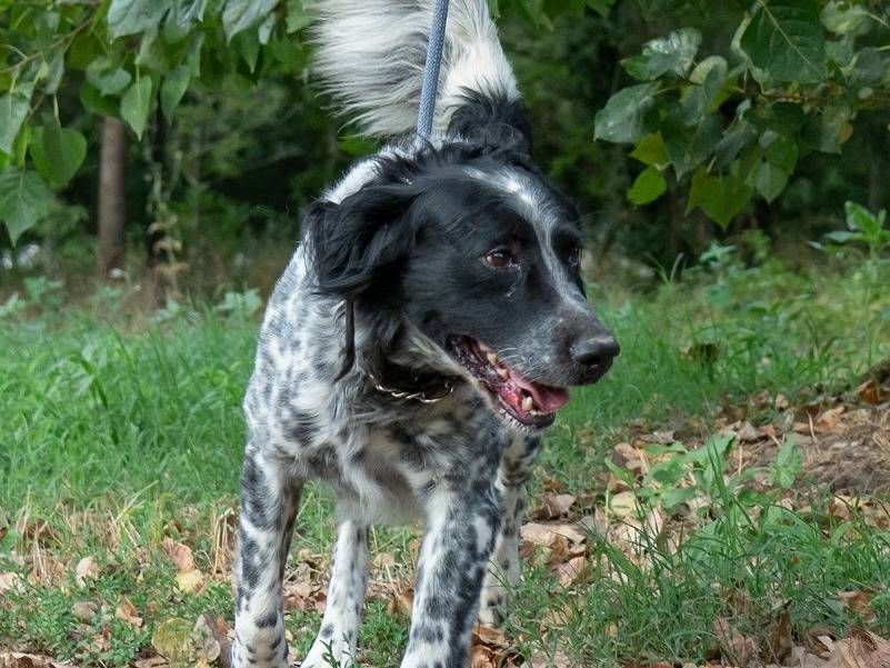 Adotta il cane ZIPPO a Ferrara