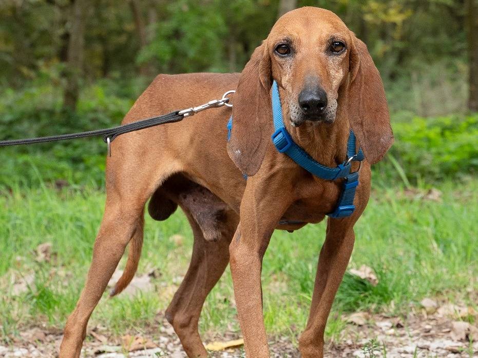 Adotta un cane, maschio, 9 anni  e 7 mesi , Ferrara