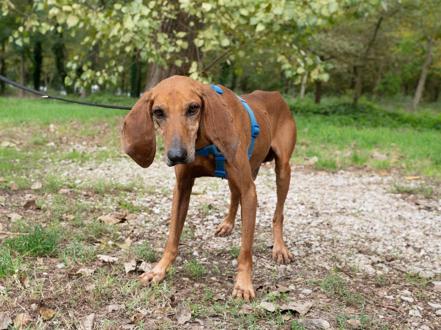 Adotta un cane, taglia media, maschio, Ferrara