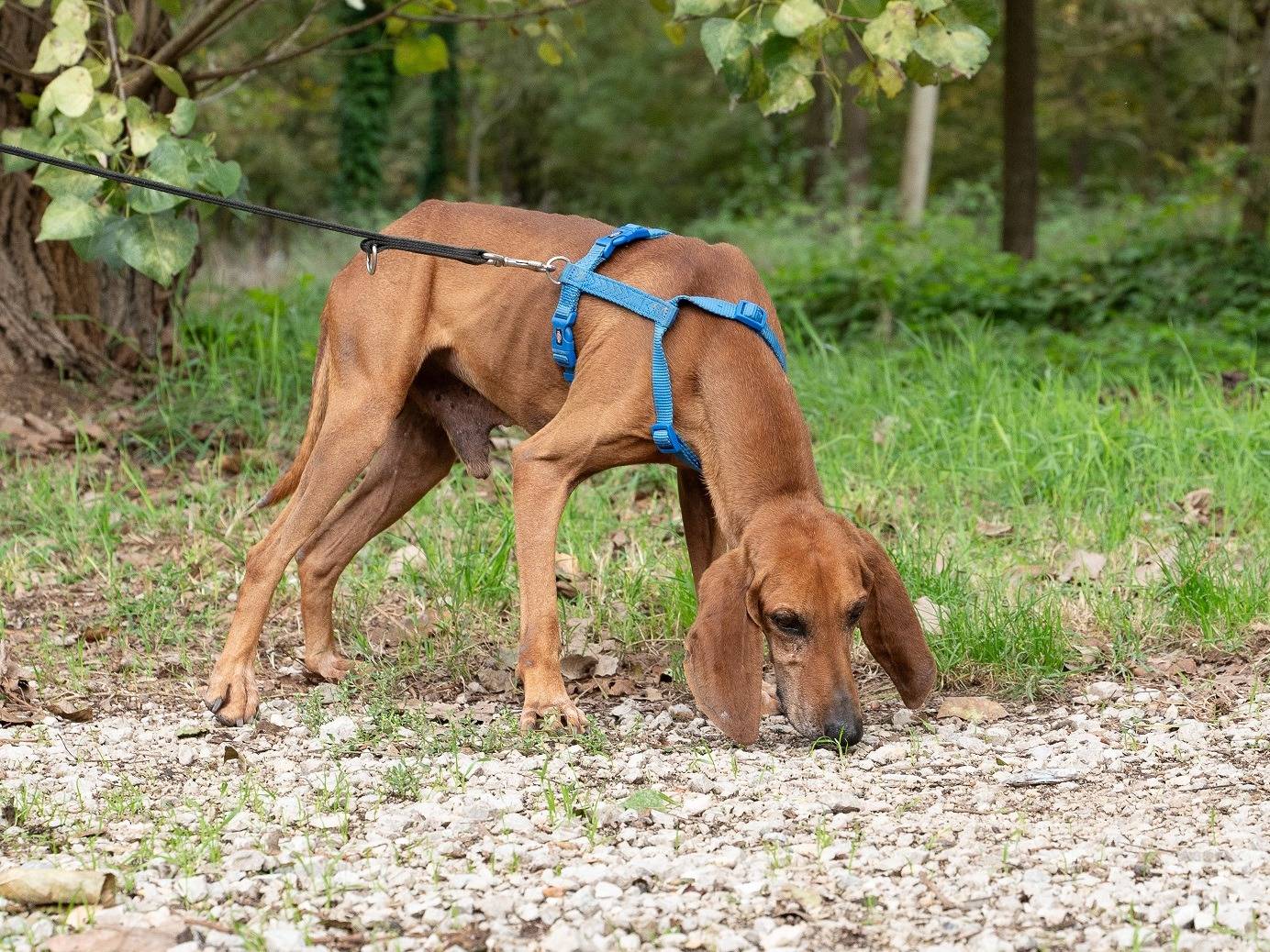 Vuoi adottare un cane a Ferrara?