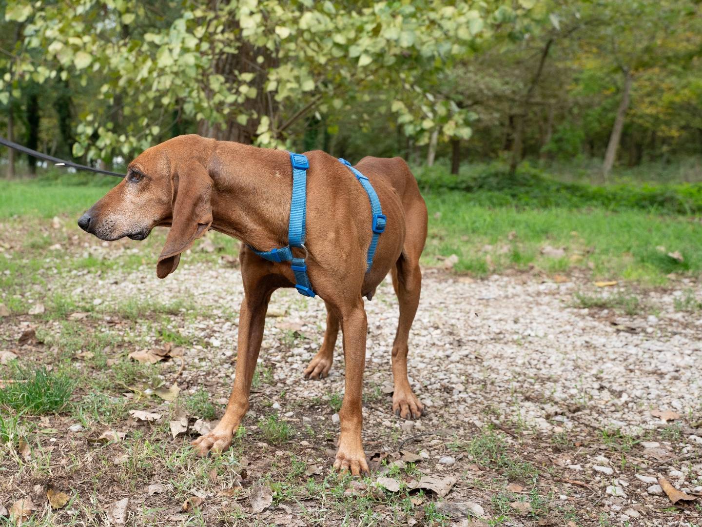 Adotta il cane UBALDO a Ferrara
