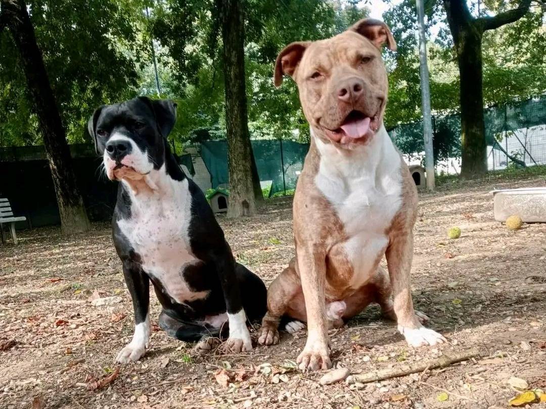 Adotta un cane, maschio, 3 anni  e 3 mesi , Cremona