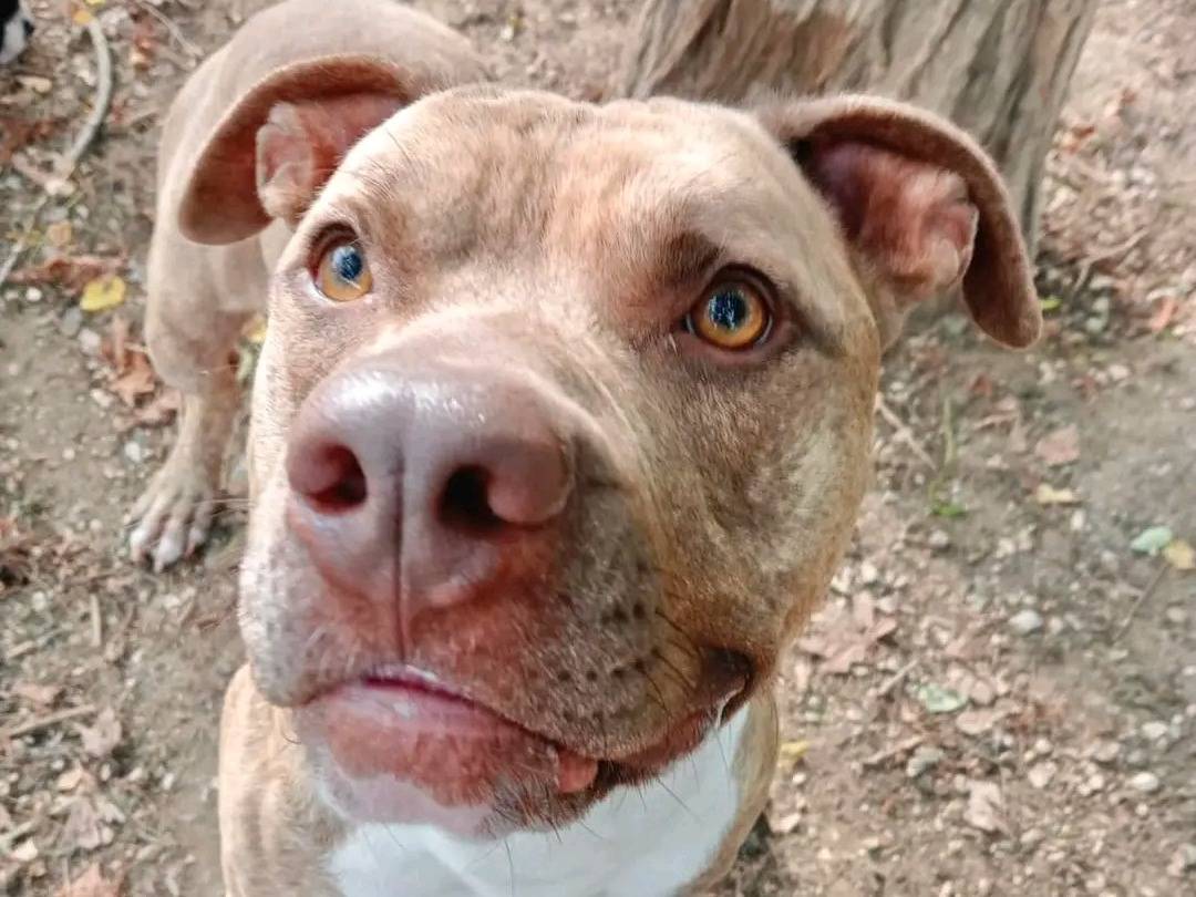 Adotta un cane, taglia media, maschio, Cremona