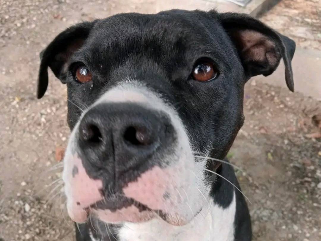 Vuoi adottare un cane a Cremona?