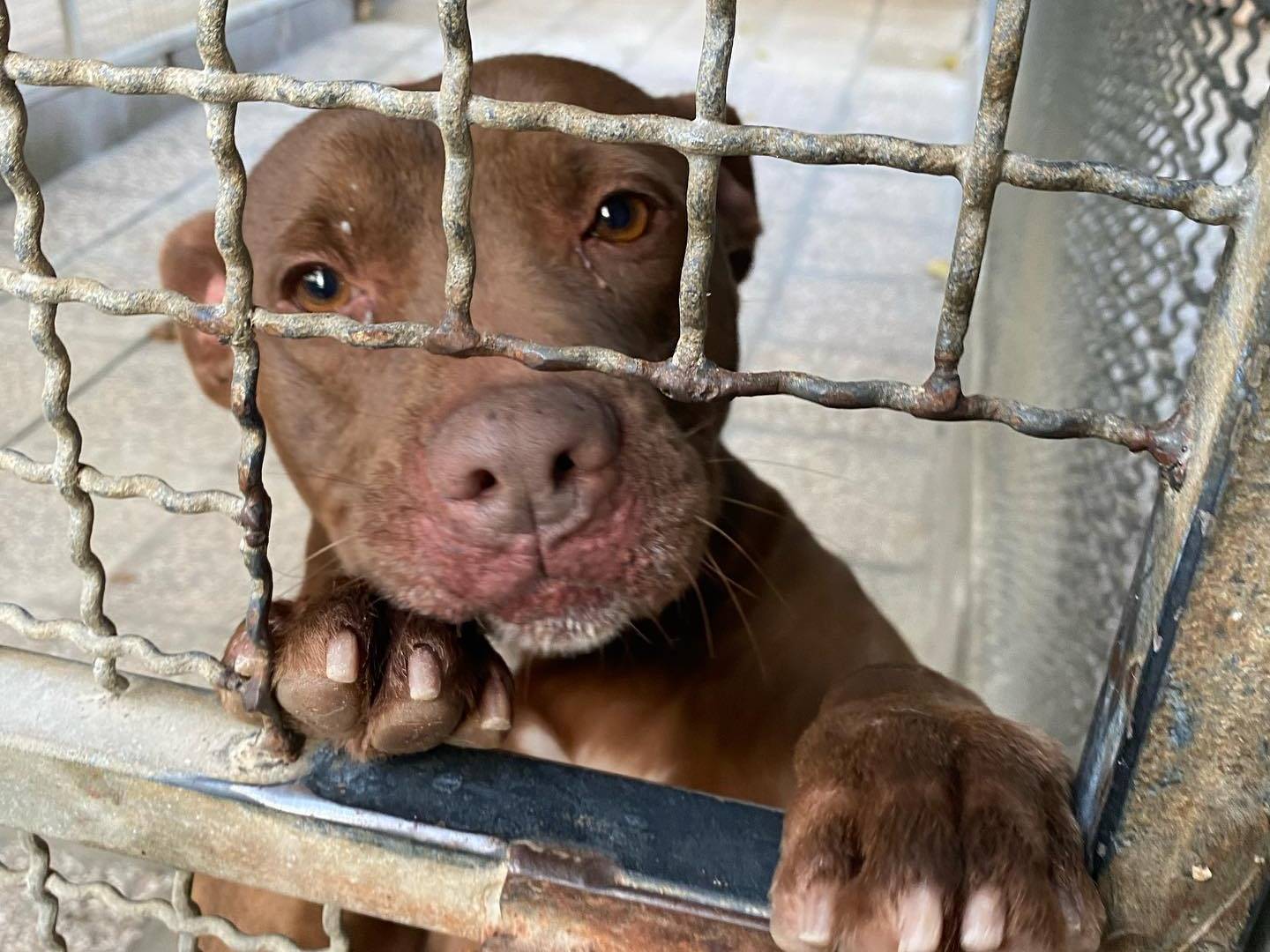 Adotta un cane, maschio, 9 anni  e 1 mese, Ferrara