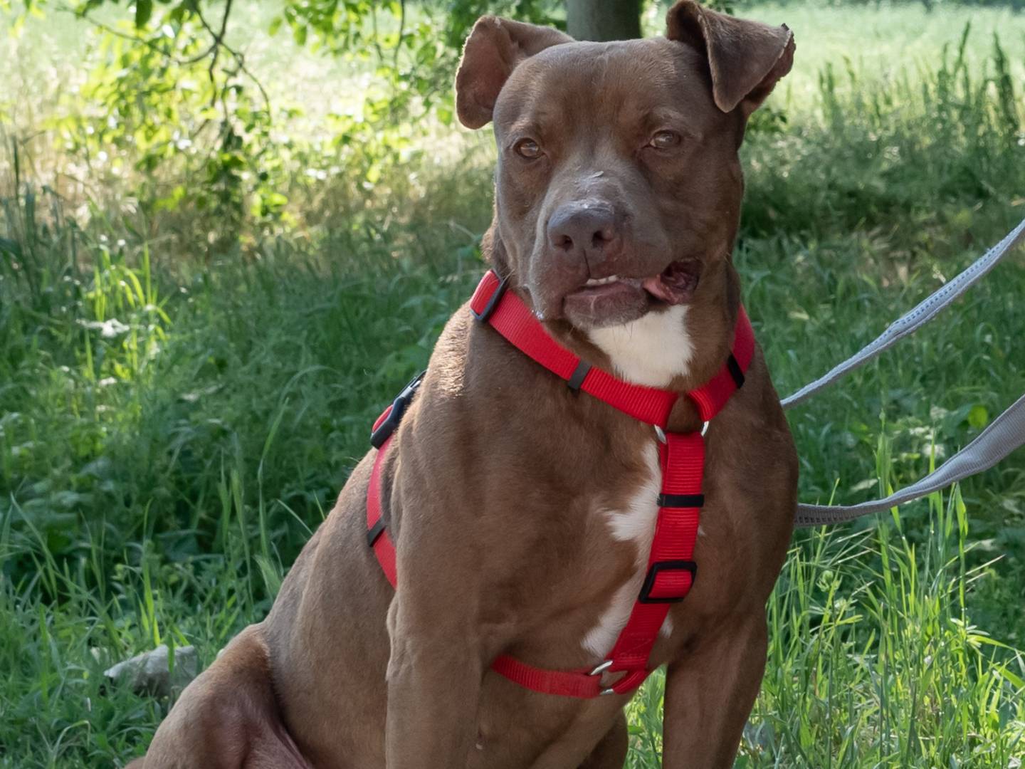 Adotta un cane, taglia media, maschio, Ferrara