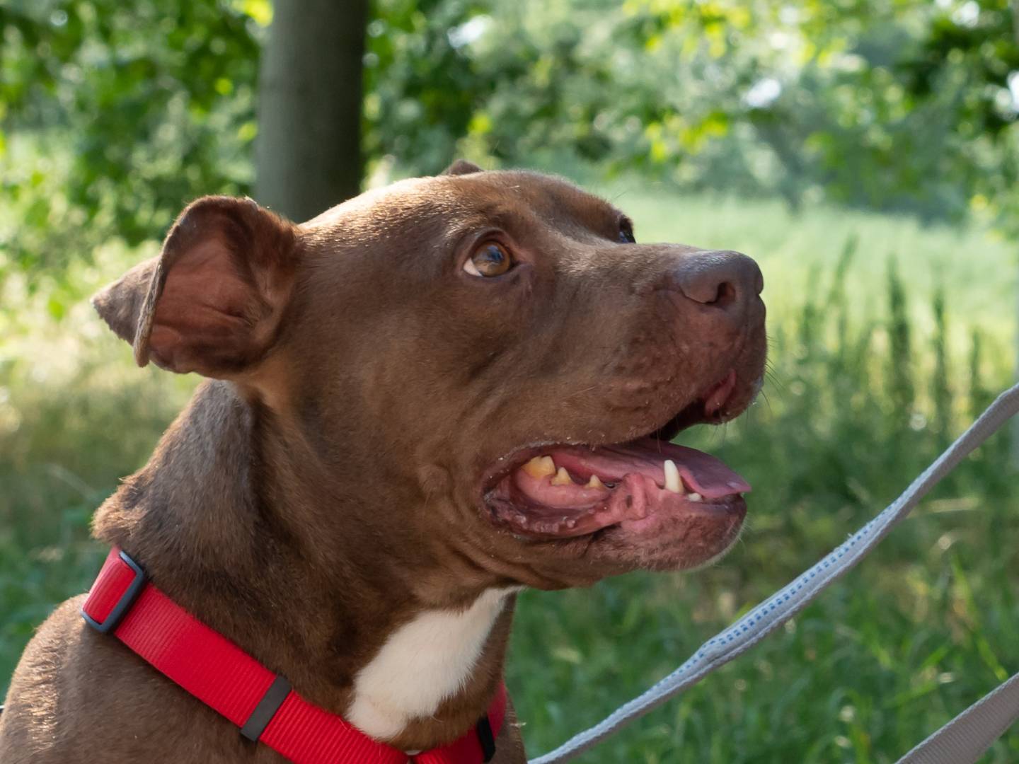 Vuoi adottare un cane a Ferrara?