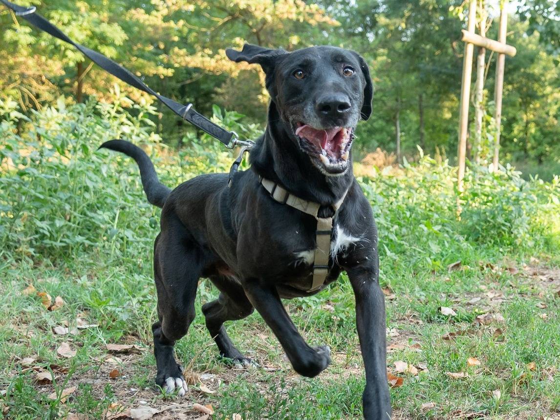 Vuoi adottare un cane a Ferrara?