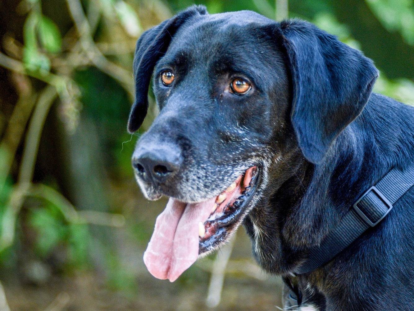 Adotta il cane DUMBO a Ferrara