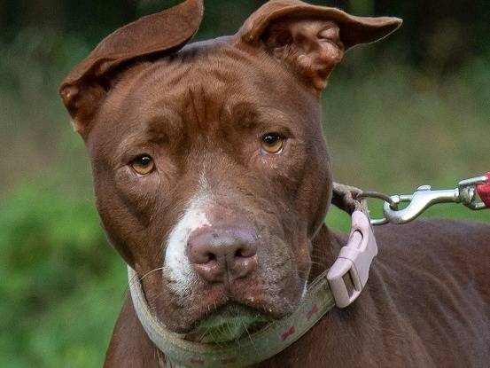 Vuoi adottare un cane a Ferrara?