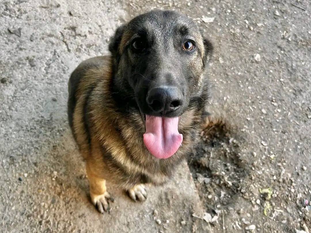 Adotta un cane, maschio, 1 anno e 1 mese, Cremona