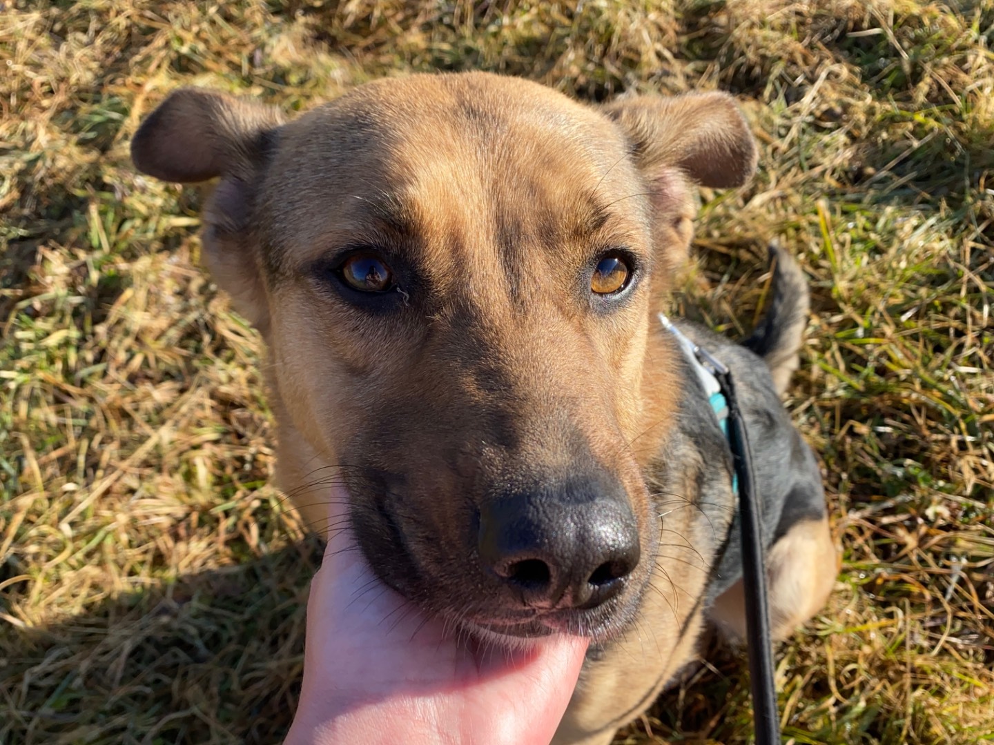 Adotta un cane, femmina, 2 anni  e 2 mesi , Varese
