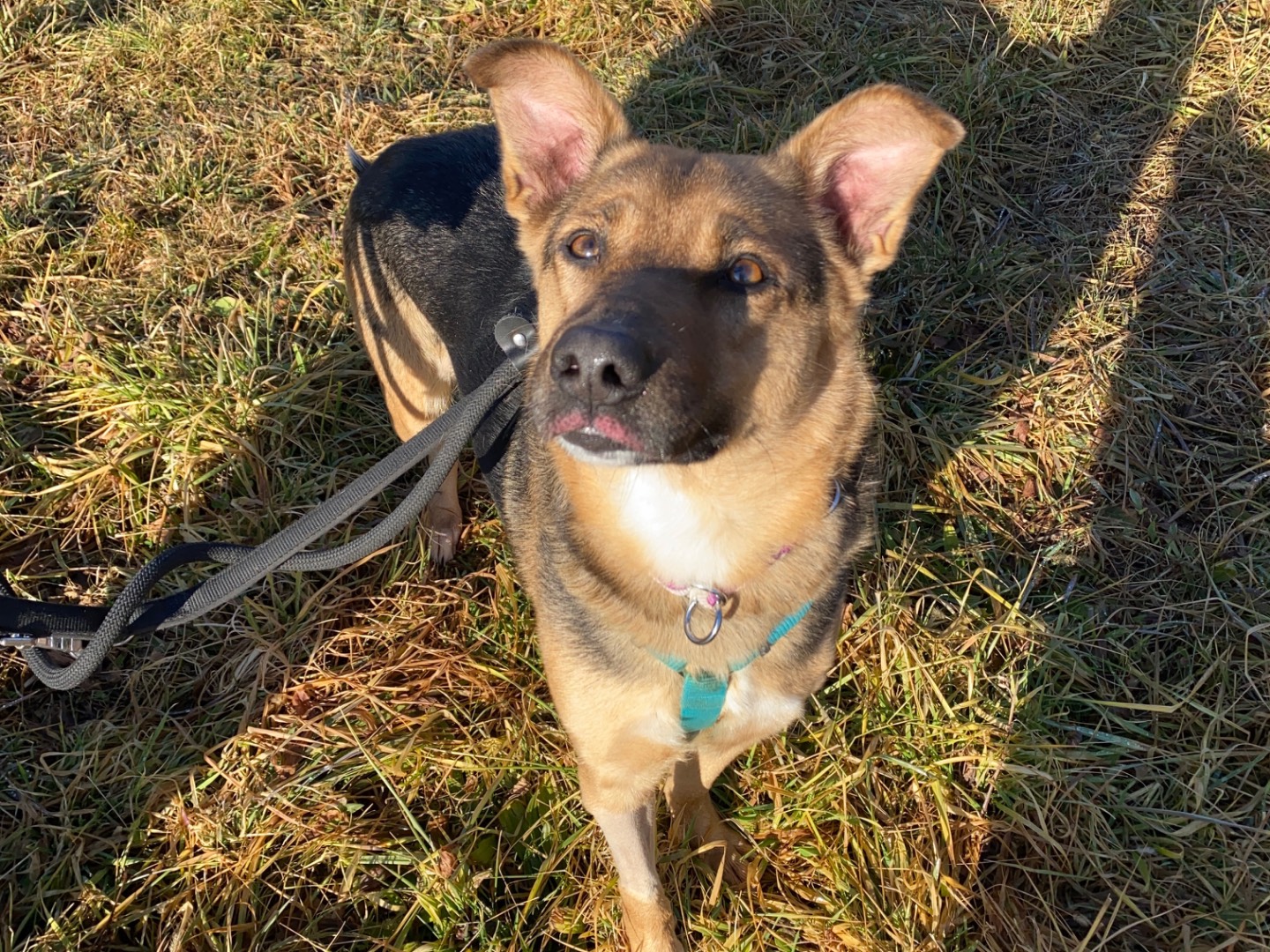 Adotta un cane, taglia media, femmina, Varese