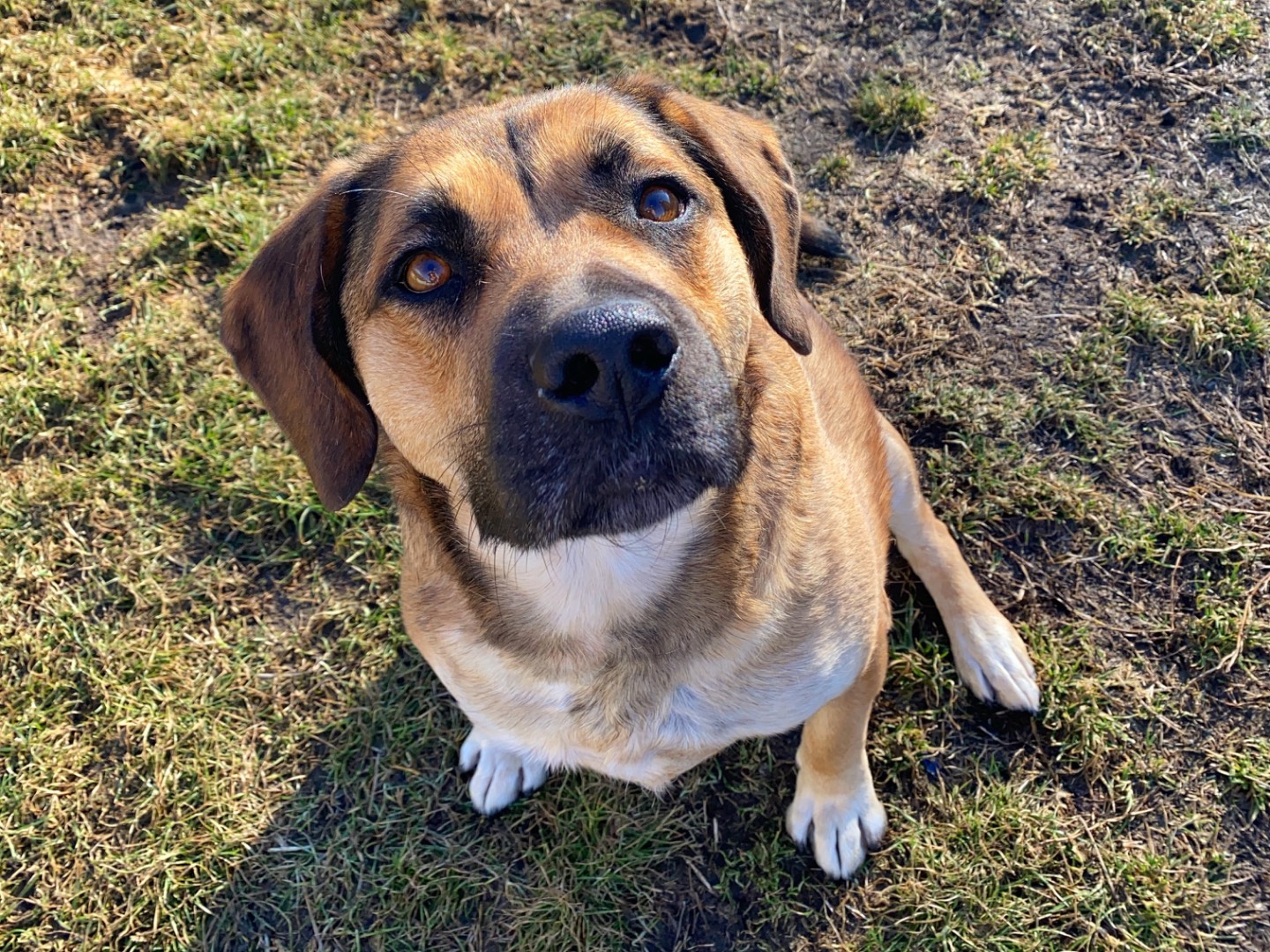 Adotta un cane, maschio, 6 anni  e 4 mesi , Varese