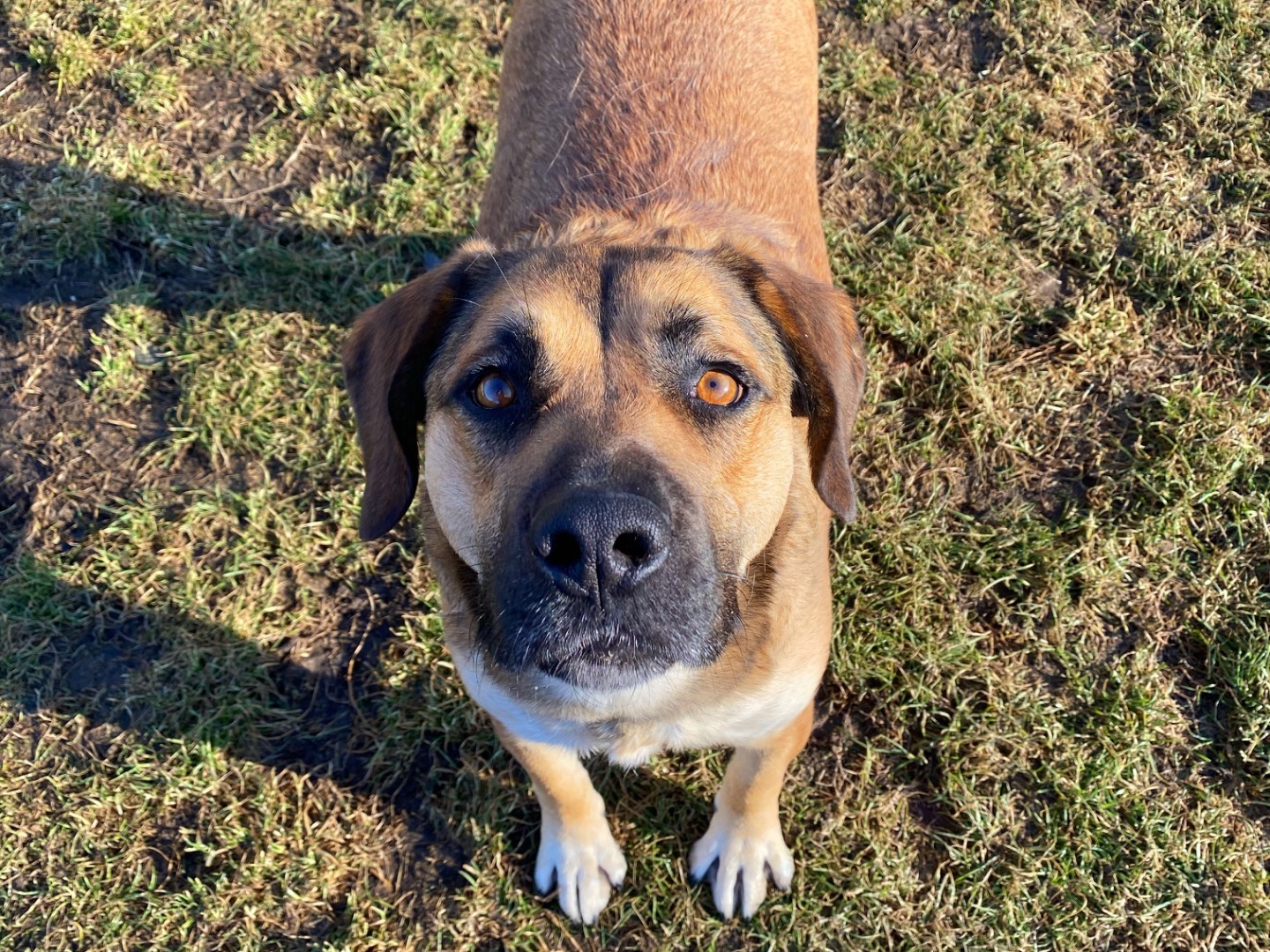Adotta un cane, taglia media, maschio, Varese