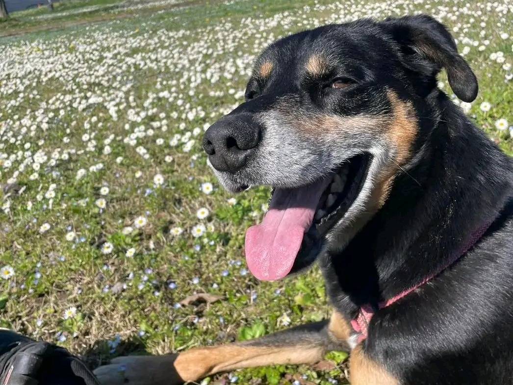 Adotta un cane, maschio, 7 anni  e 9 mesi , Cremona
