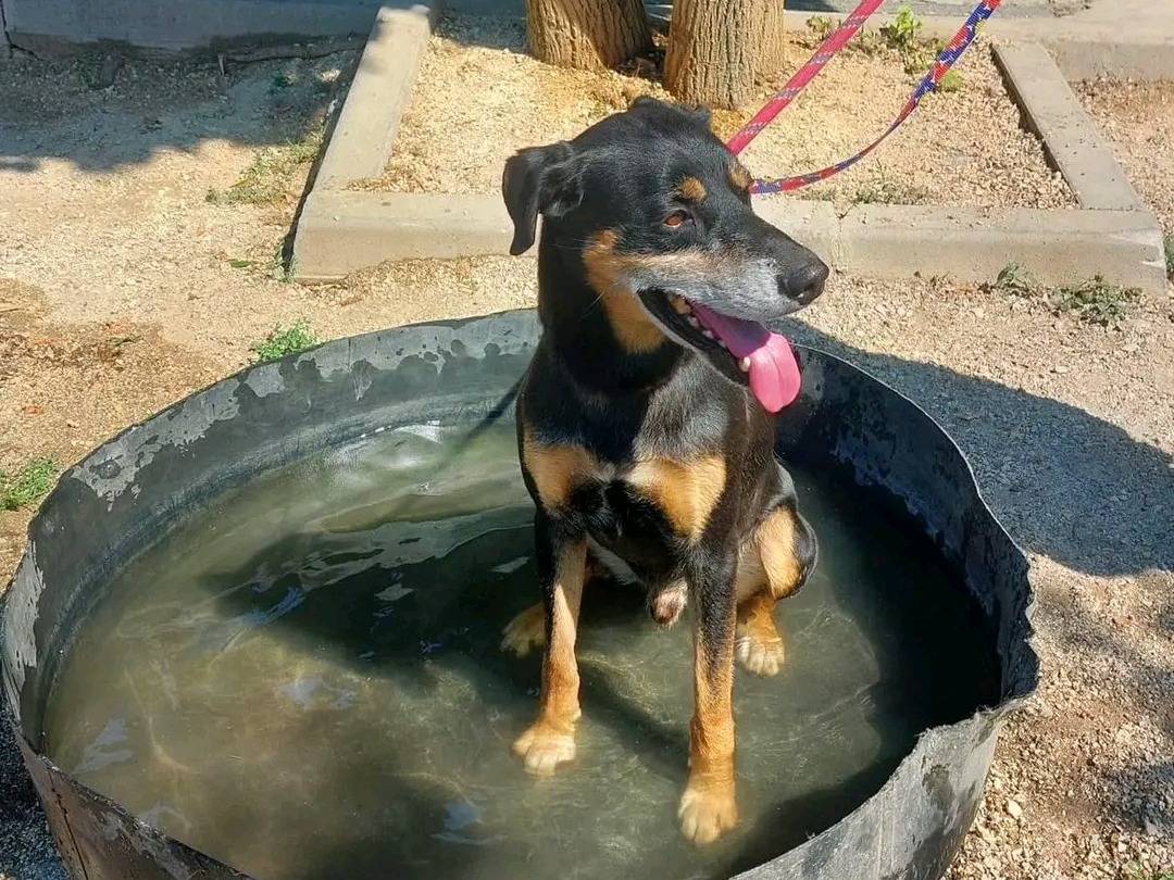 Vuoi adottare un cane a Cremona?