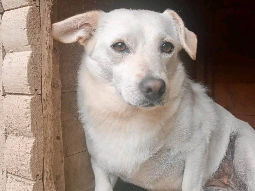 Adotta un cane, taglia media contenuta, femmina, Cremona