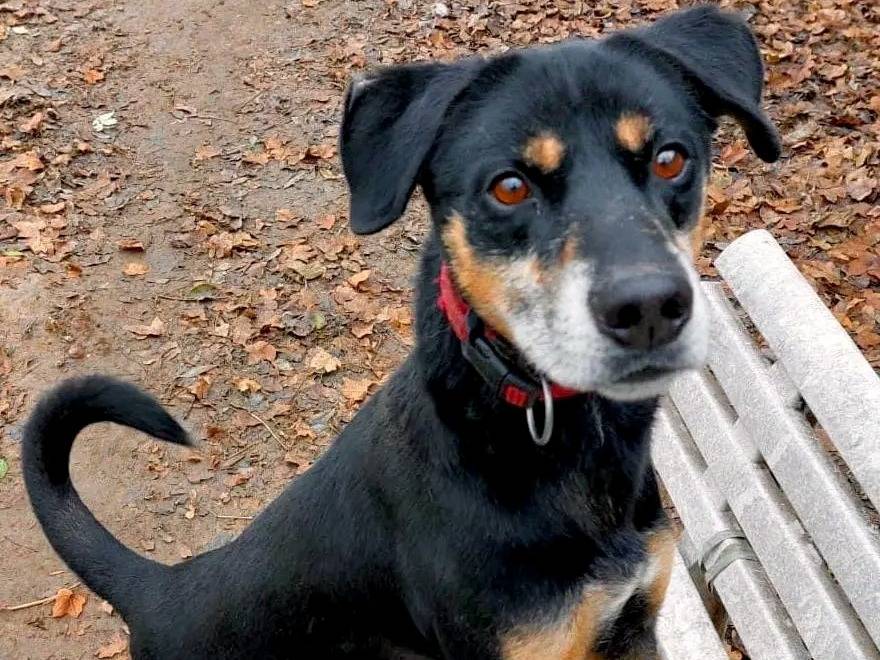 Adotta un cane, taglia media, maschio, Cremona