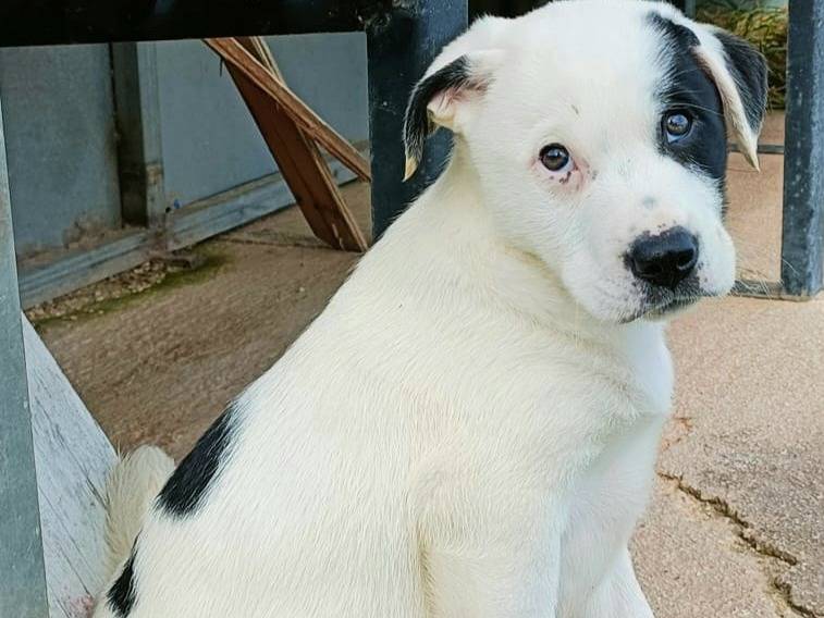 Adotta un cane, taglia media, maschio, Palermo