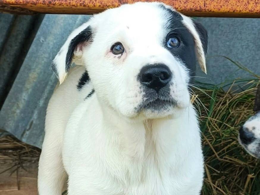 Vuoi adottare un cane a Palermo?