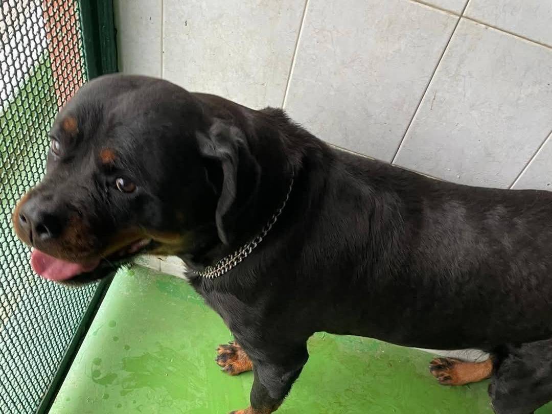 Adozione cane, femmina, Rottweiler Razza sconosciuta, 8 anni e 3 mesi, taglia grande, Napoli