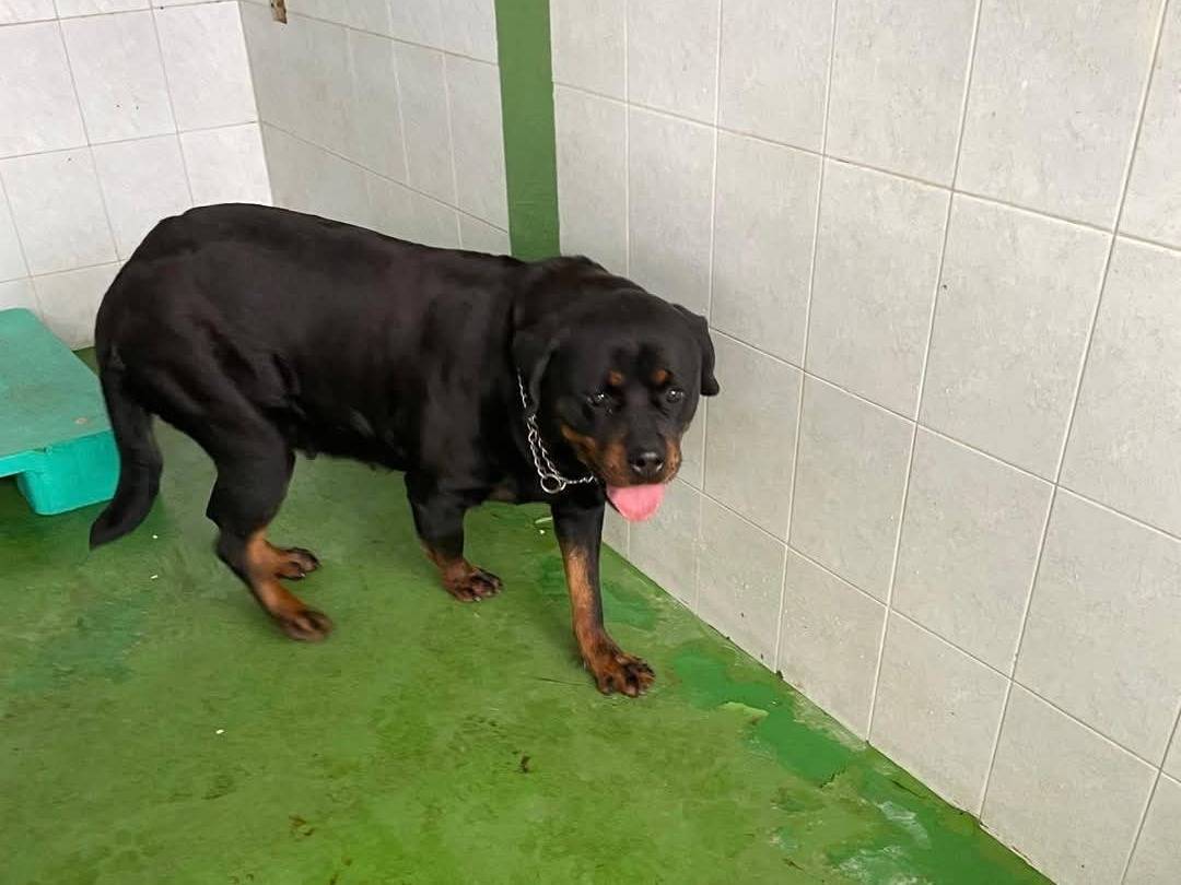 Adotta un cane, femmina, 8 anni e 3 mesi, Napoli