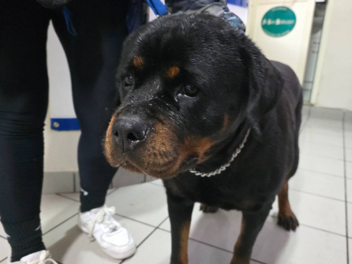 Adotta un cane, taglia grande, femmina, Napoli