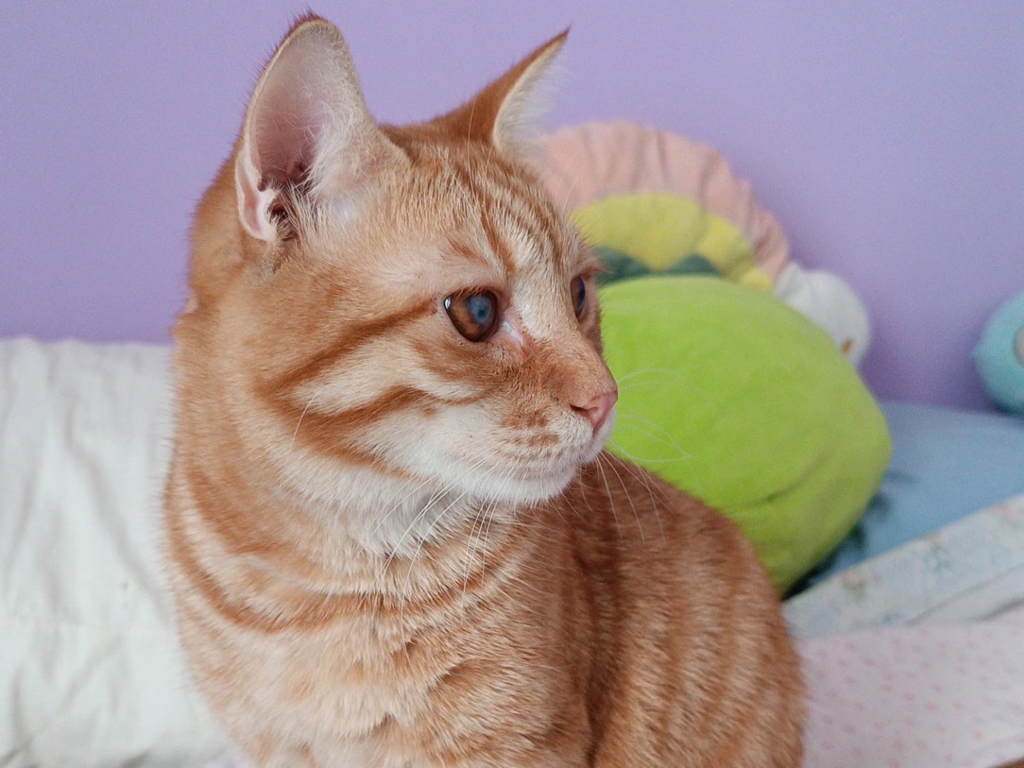 Adotta un gatto, maschio, 9 mesi, Siracusa