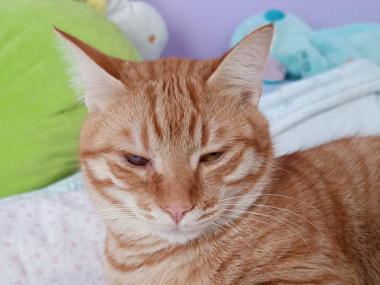 Adotta un gatto, taglia non valida, maschio, Siracusa
