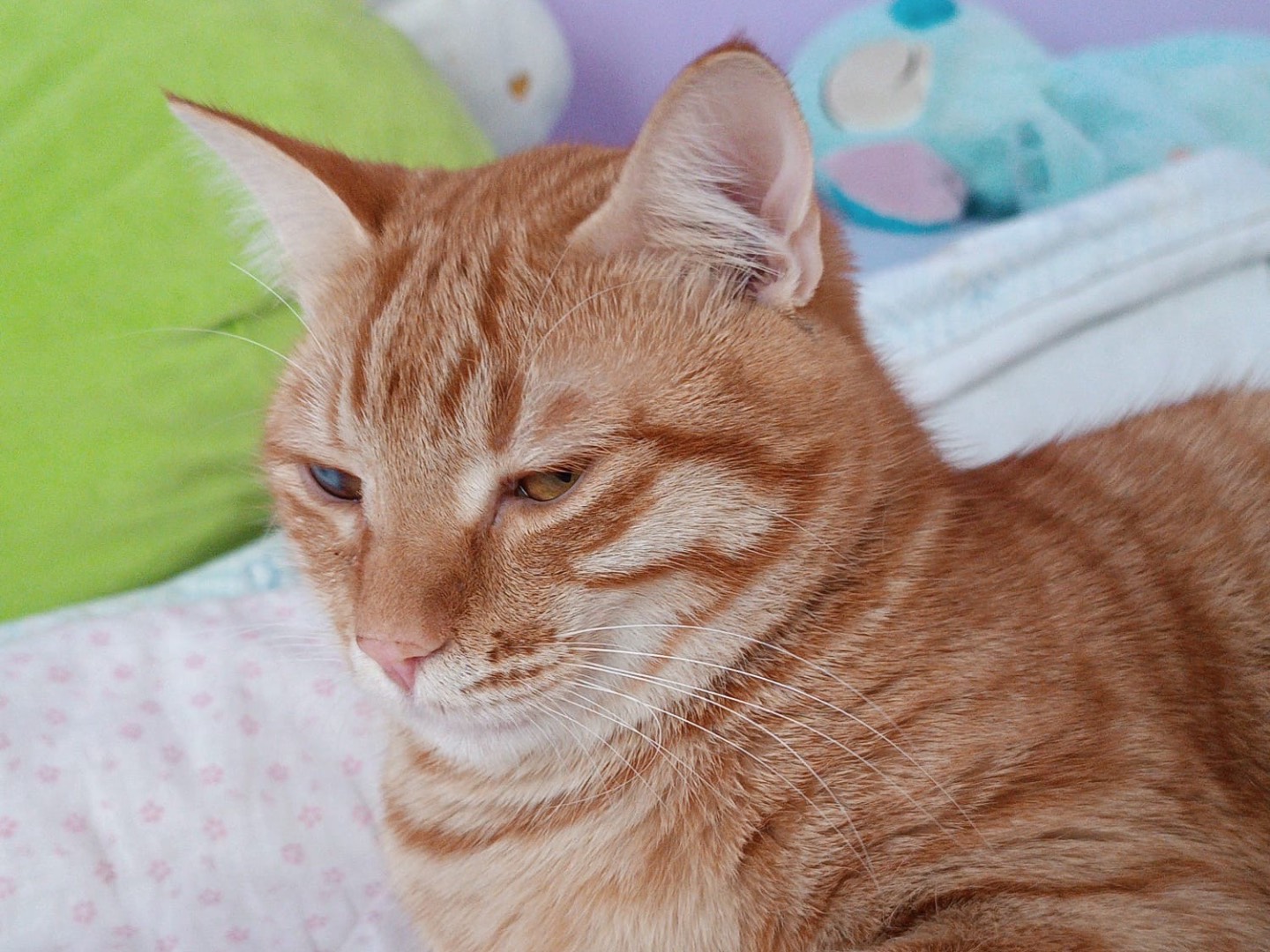Vuoi adottare un gatto a Siracusa?