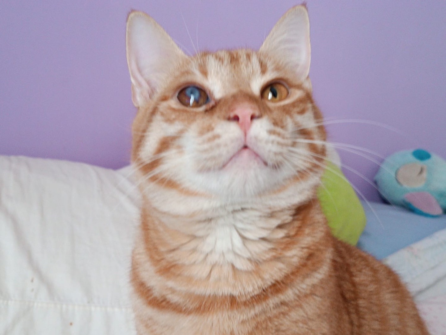 Adotta il gatto Charlie a Siracusa