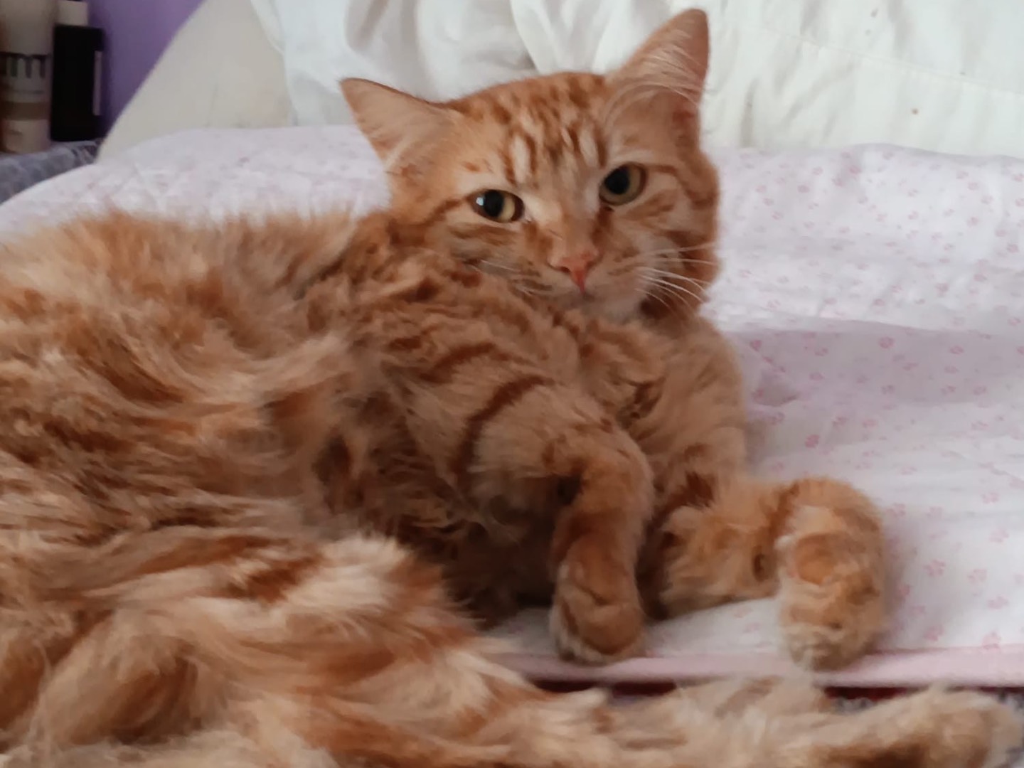 Vuoi adottare un gatto a Siracusa?