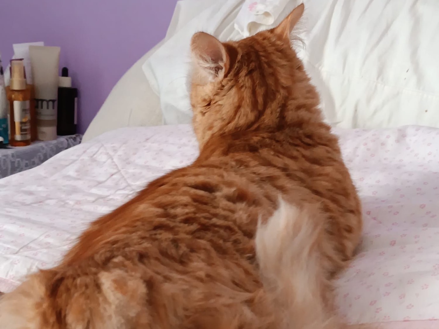 Adotta il gatto Curry a Siracusa