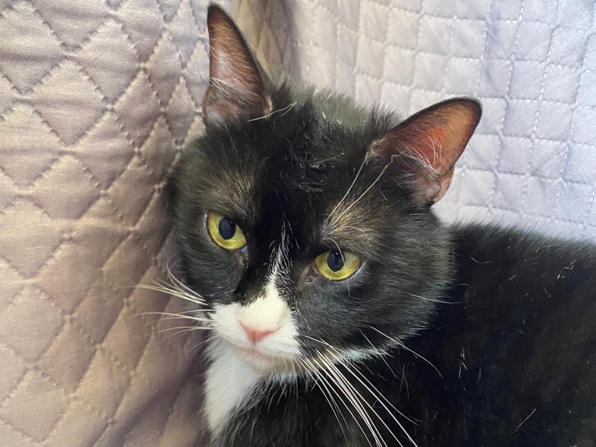Adotta un gatto, taglia non valida, femmina, Napoli