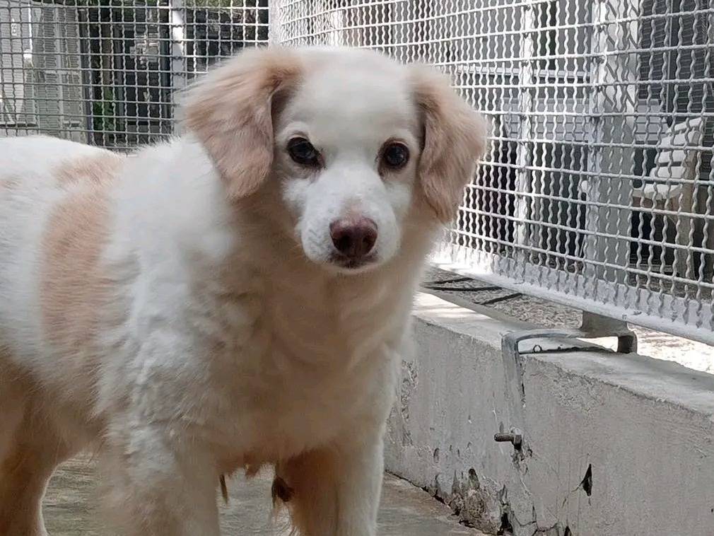 Adotta un cane, taglia piccola, maschio, Cremona