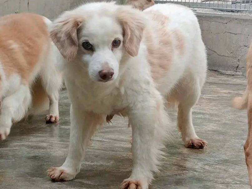 Adotta un cane, maschio, 13 anni  e 1 mese, Cremona