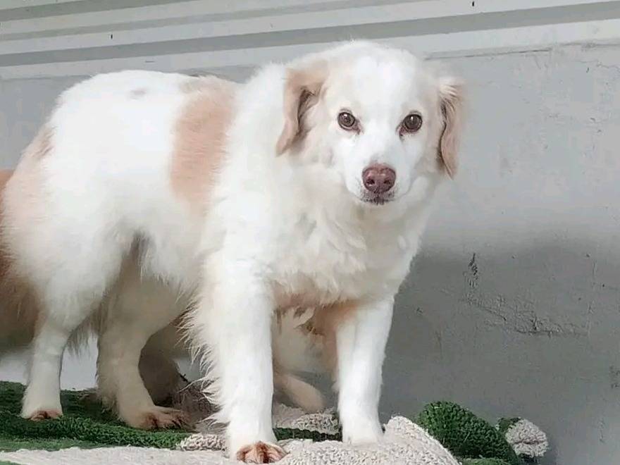 Vuoi adottare un cane a Cremona?