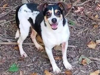 Adotta un cane, taglia piccola, maschio, Cremona
