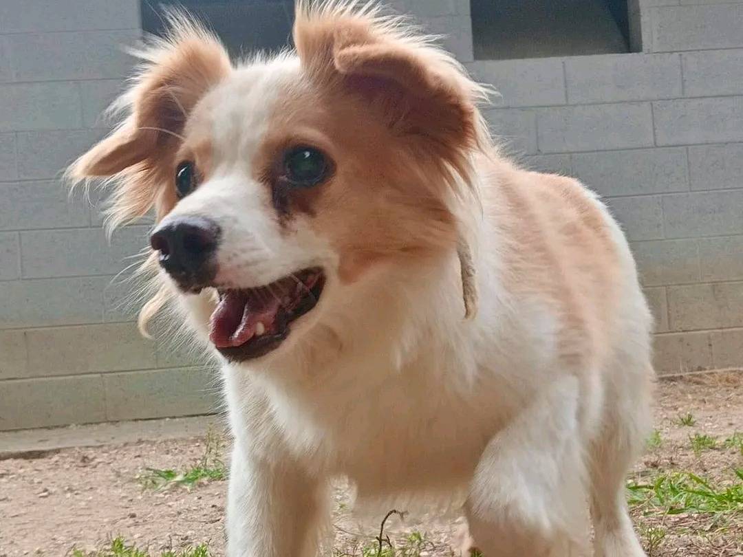 Adotta un cane, taglia piccola, maschio, Cremona