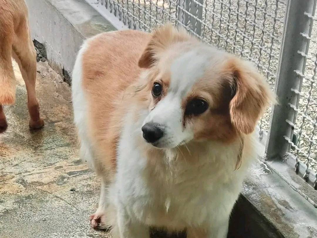 Vuoi adottare un cane a Cremona?