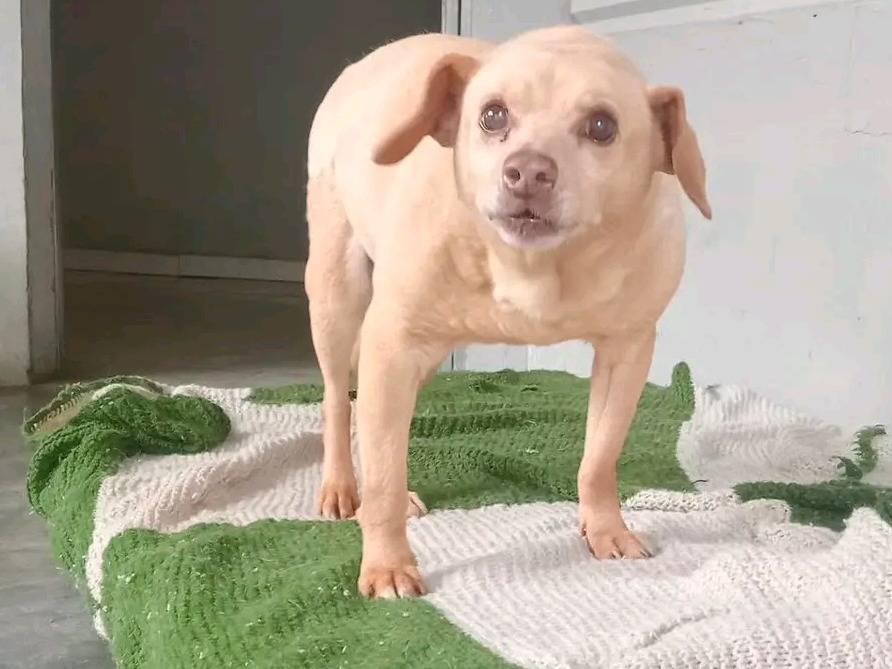 Adotta il cane MORGAN a Cremona